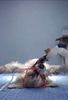 Animals Under Anaesthesia: Speculations on the Dreamlife of Beasts Trailer