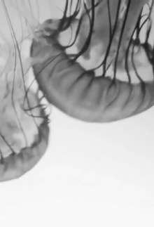 Anna and the Jellyfish Trailer