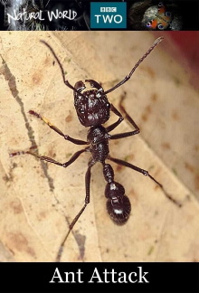 Ant Attack Trailer
