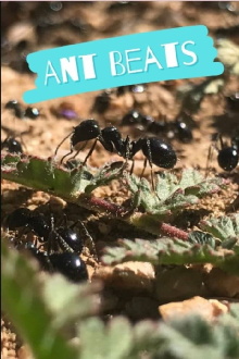 Ant Beats Trailer