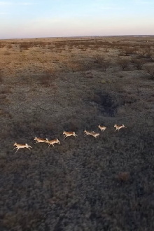 Antelopes Trailer