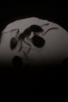 Antfilm Trailer