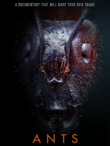 Ants Trailer