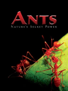 Ants - Nature's Secret Power Trailer