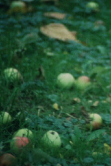 Apfelernte Trailer