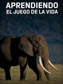 Aprendiendo el juego de la vida Trailer