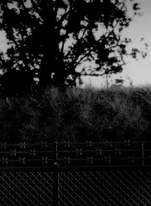 Arbor Trailer