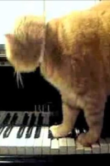 Arnold Schoenberg, op. 11 - I - Cute Kittens Trailer