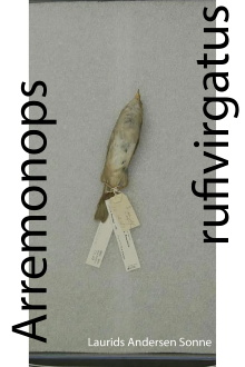 Arremonops rufivirgatus Trailer