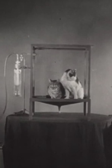Äthersalivation und ihre Unterdrückung durch Atropin bei der Katze Trailer