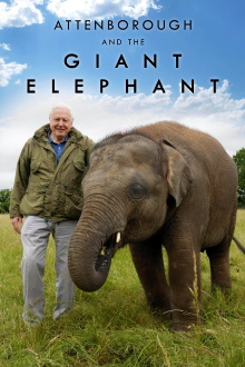 Attenborough and the Giant Elephant Trailer