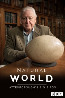 Attenborough's Big Birds Trailer