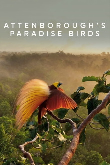 Attenborough's Paradise Birds Trailer