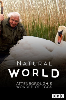 Attenborough's Wonder of Eggs Trailer