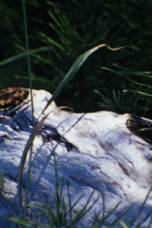 au bord de la rivière Trailer