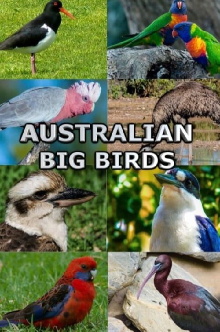 Australian Big Birds Trailer