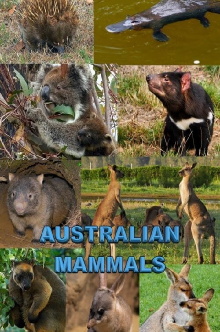 Australian Mammals Trailer