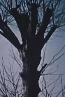 Automne Trailer