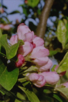 Autumn Rush for Kurt Kren and Winter and Spring and Summer Trailer