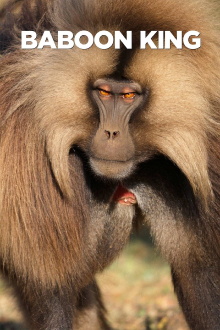 Baboon King Trailer