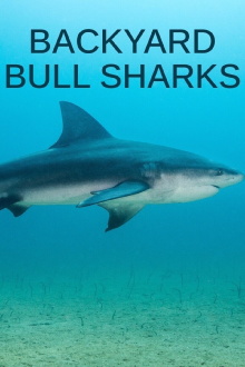 Backyard Bull Sharks Trailer