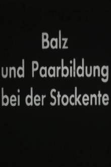 Balz und Paarbildung bei der Stockente Trailer