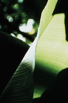 Banana Leaves Trailer