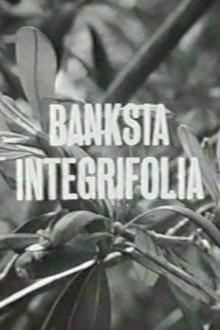 Banksia Integrifolia Trailer