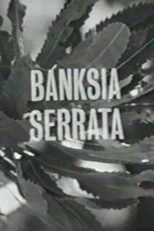 Banksia Serrata Trailer