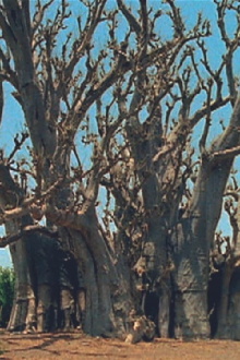 Baobab Trailer