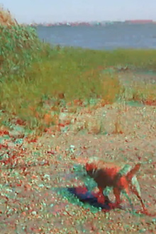Batchellor’s Dog and Beach Trailer