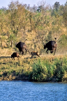 Battle at Kruger Trailer