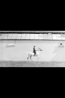Bay Horse, Mounted, Trotting Trailer