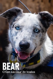Bear, chien sauveur de koalas Trailer