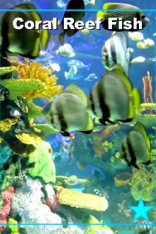 Beautiful Coral Reef Fish Trailer
