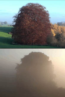 Beech Tree Trailer