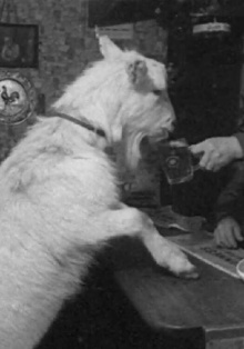 Beer-drinking Billy Trailer