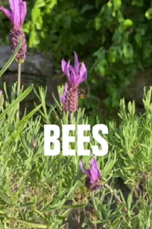 Bees Trailer