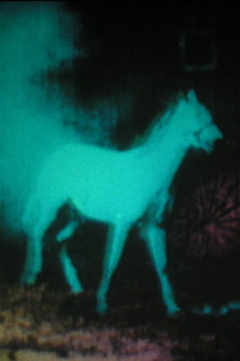 Berlin Horse Trailer