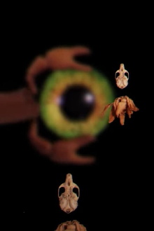 Bestiary Unknown Trailer