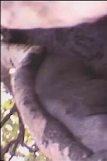 Béton armé contre dame nature Trailer