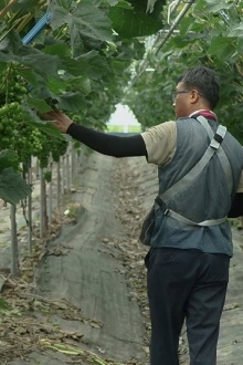 Between the Vineyard Trailer