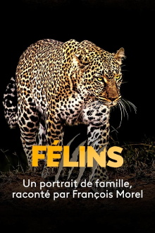 Big Cats Trailer