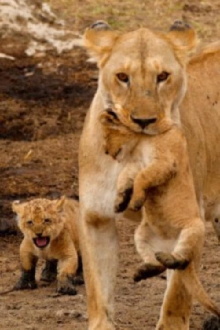 Big Cats of the Serengeti Trailer