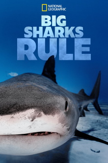 Big Sharks Rule Trailer