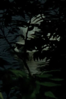 Bird Blinds Trailer