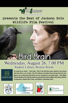 Bird Brain Trailer