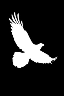 Bird on the Rise Trailer