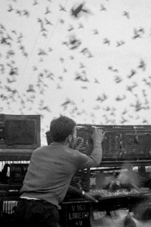 Birds Trailer