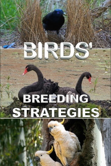 Birds' Breeding Strategies Trailer
